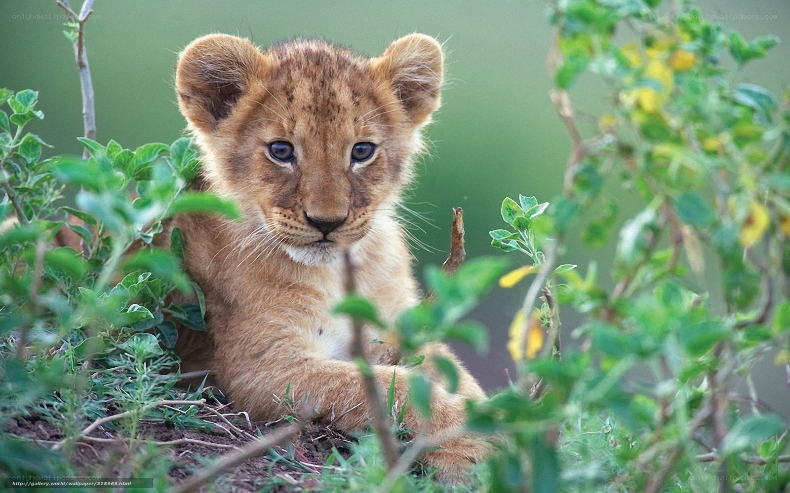 lion cub in the grass