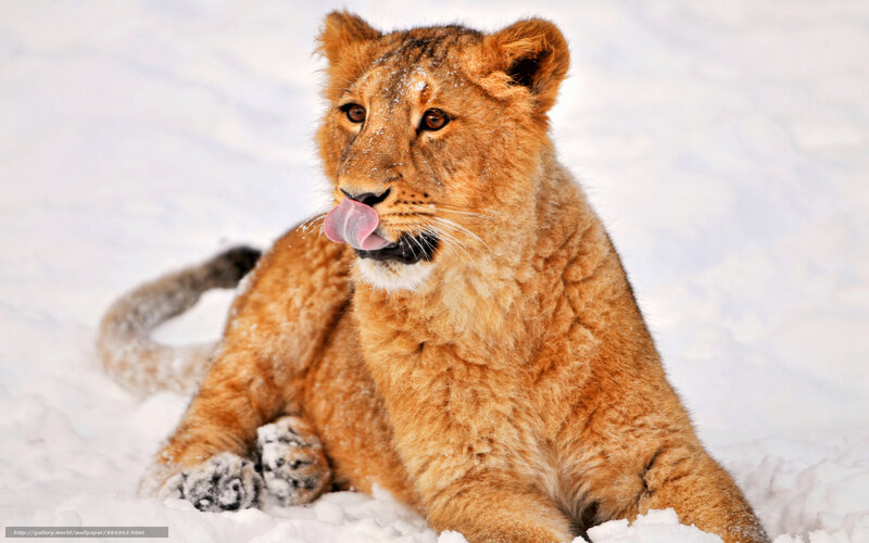 lion cub in the snow