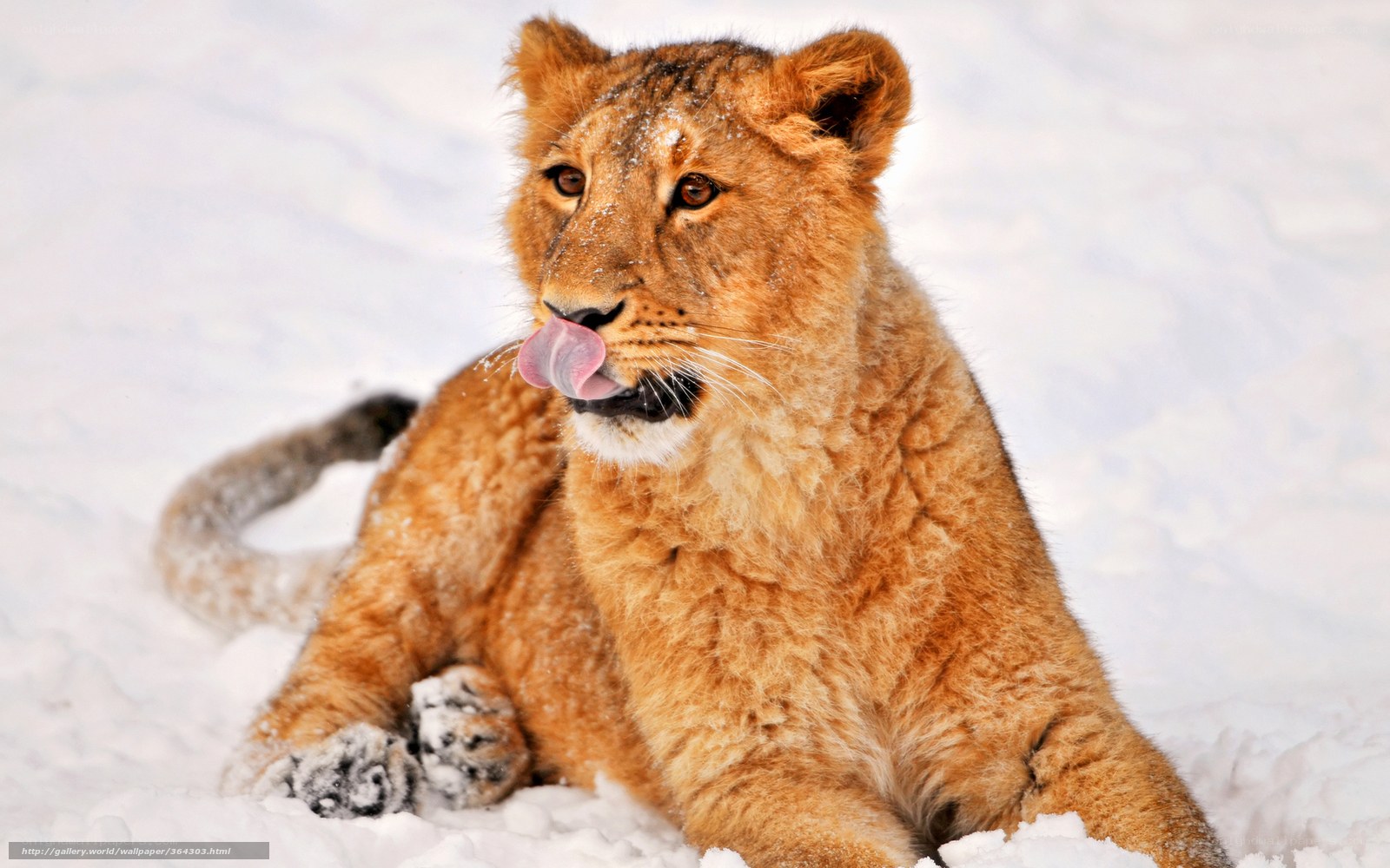 lion cub in the snow