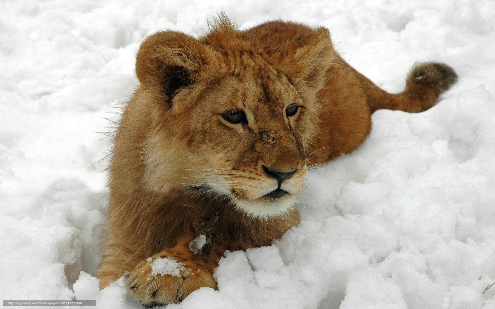 lion cub in the snow