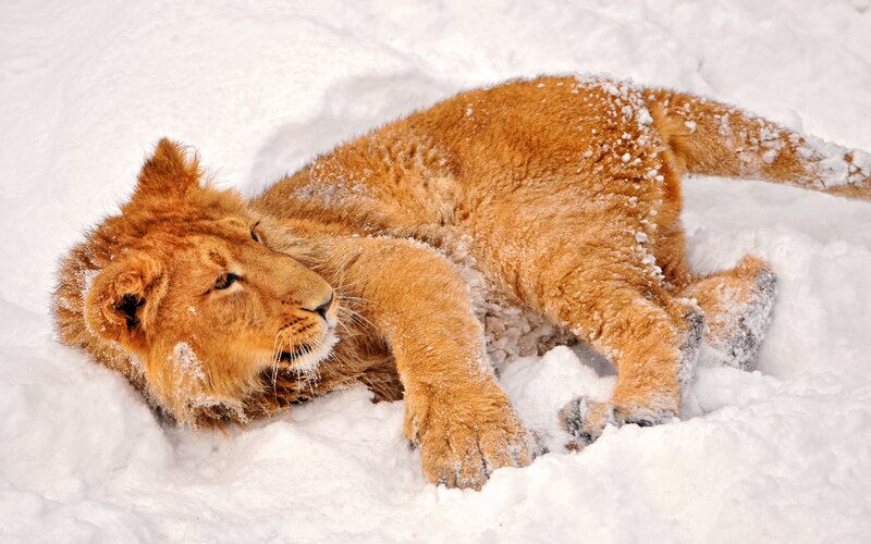 lion cub in the snow