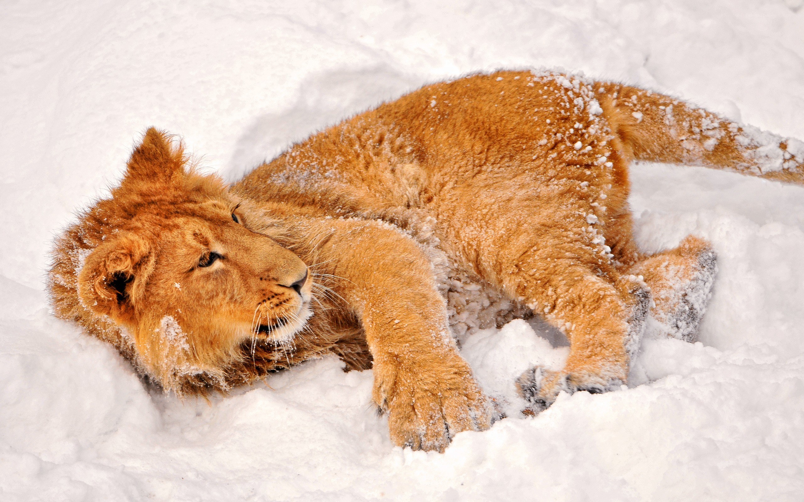 lion cub in the snow