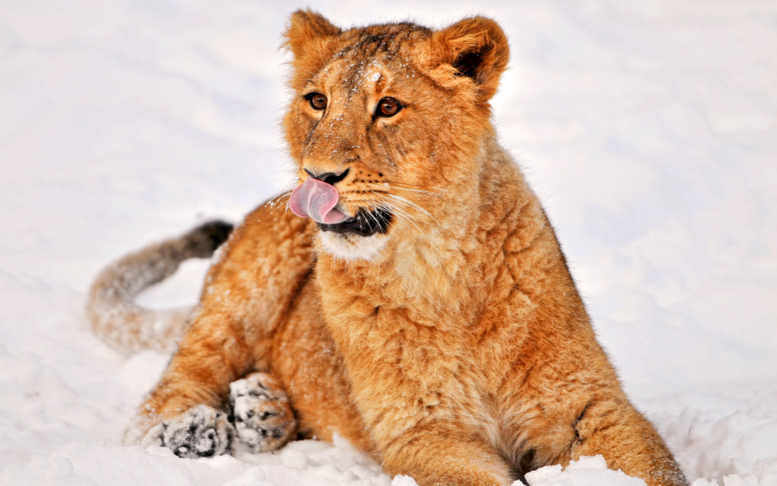 lion cub in the snow