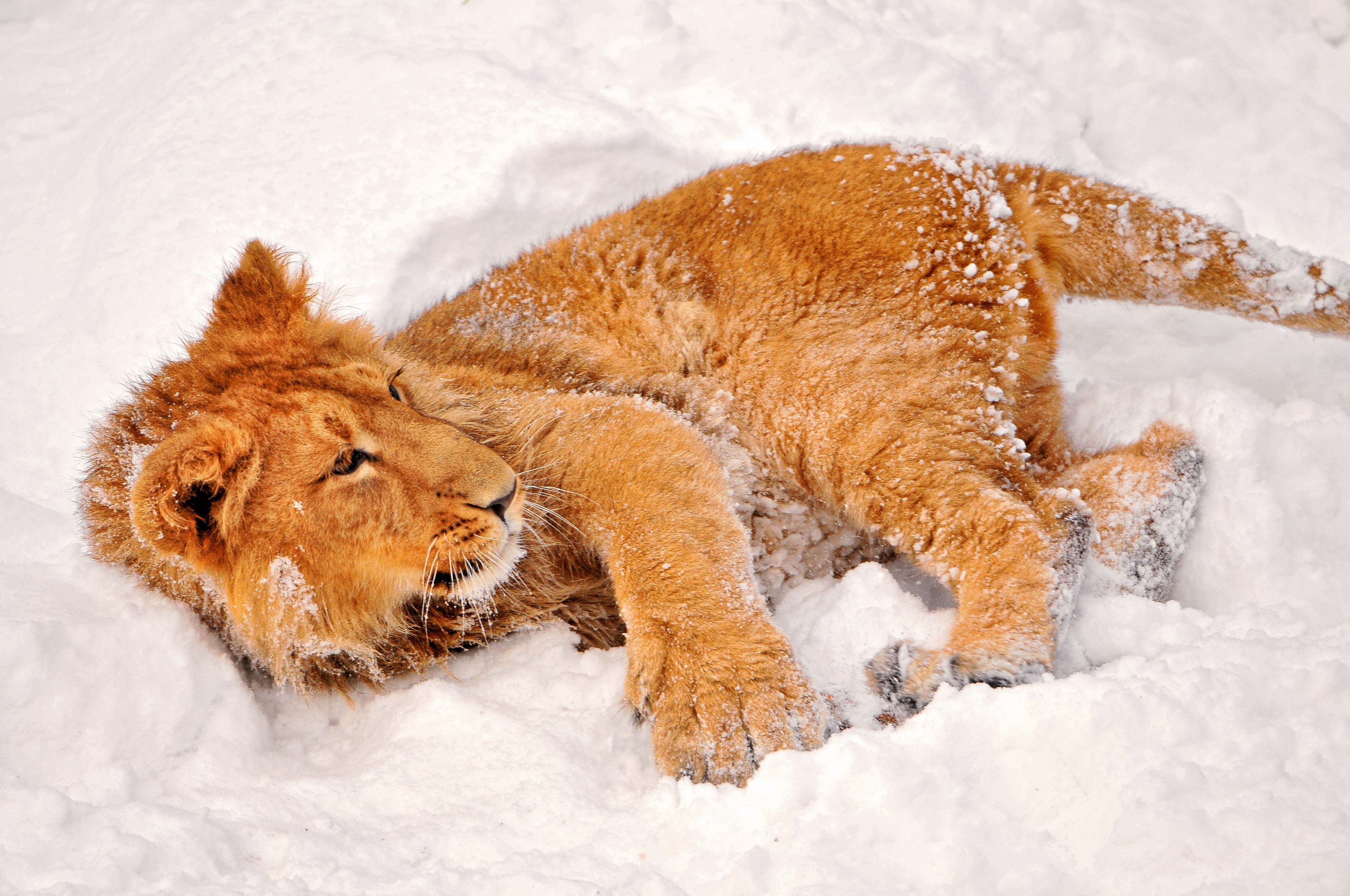 Lion cub in the snow