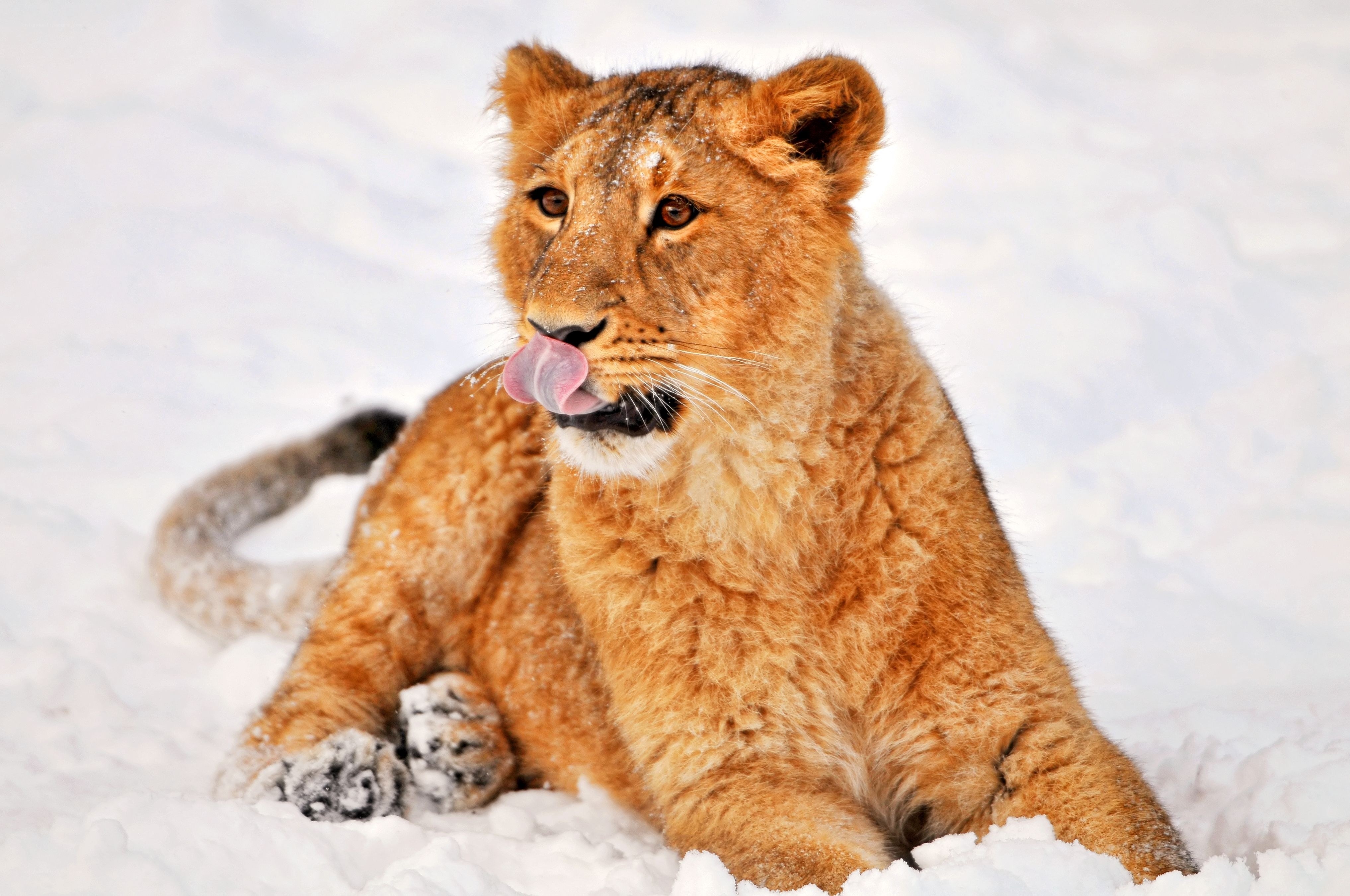 lion cub in the snow