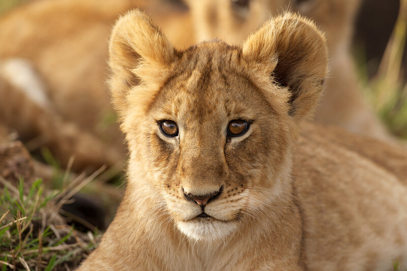 Lion cub in the wild