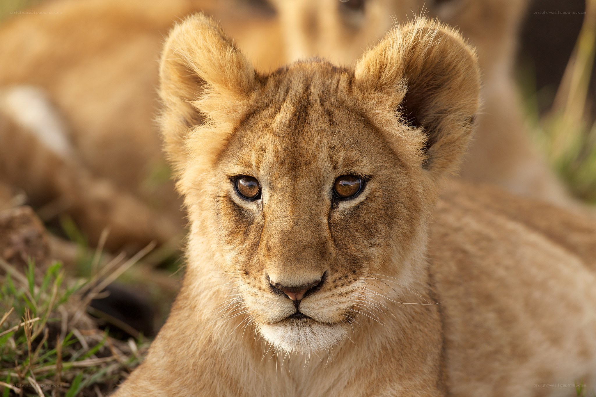 Lion cub in the wild