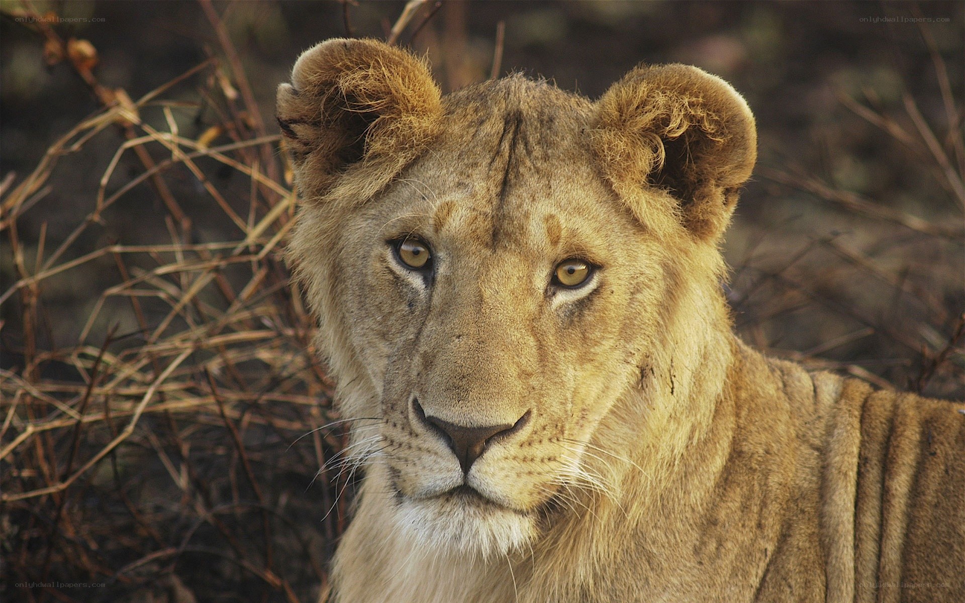 Lion cub in the wild