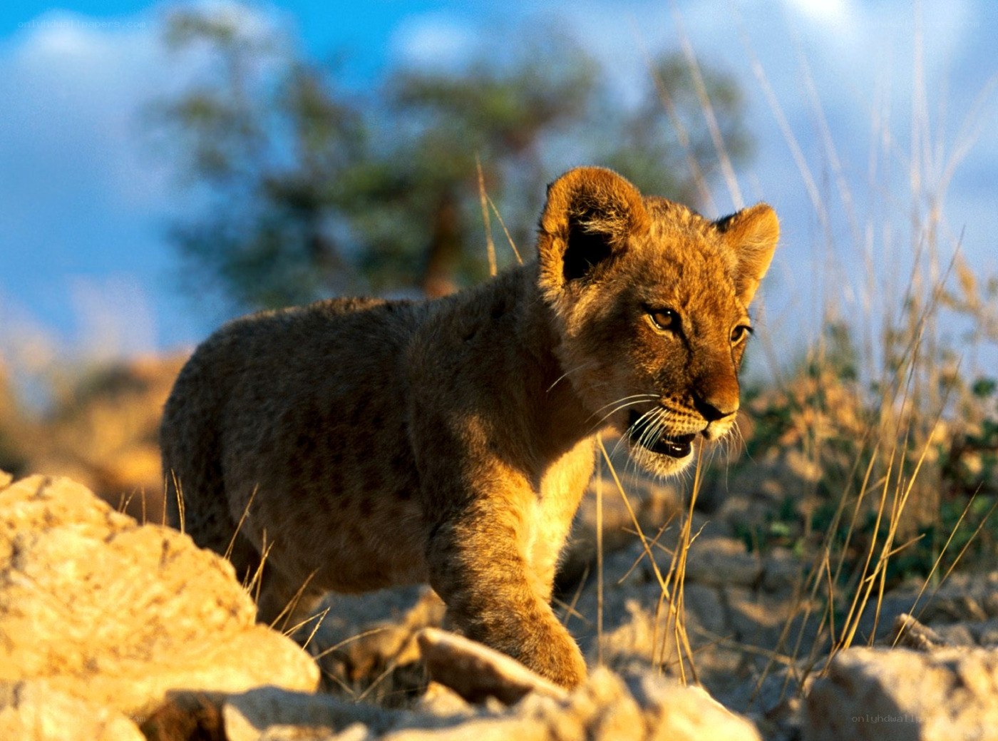 lion cub in the wild