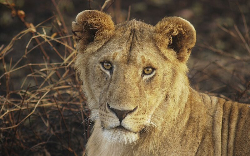 Lion cub in the wild