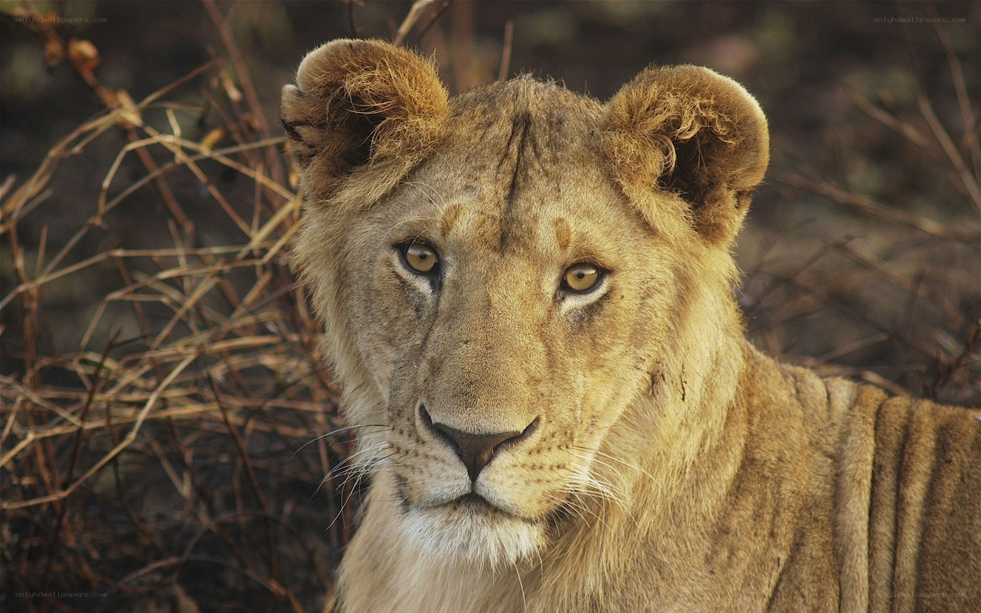 Lion cub in the wild