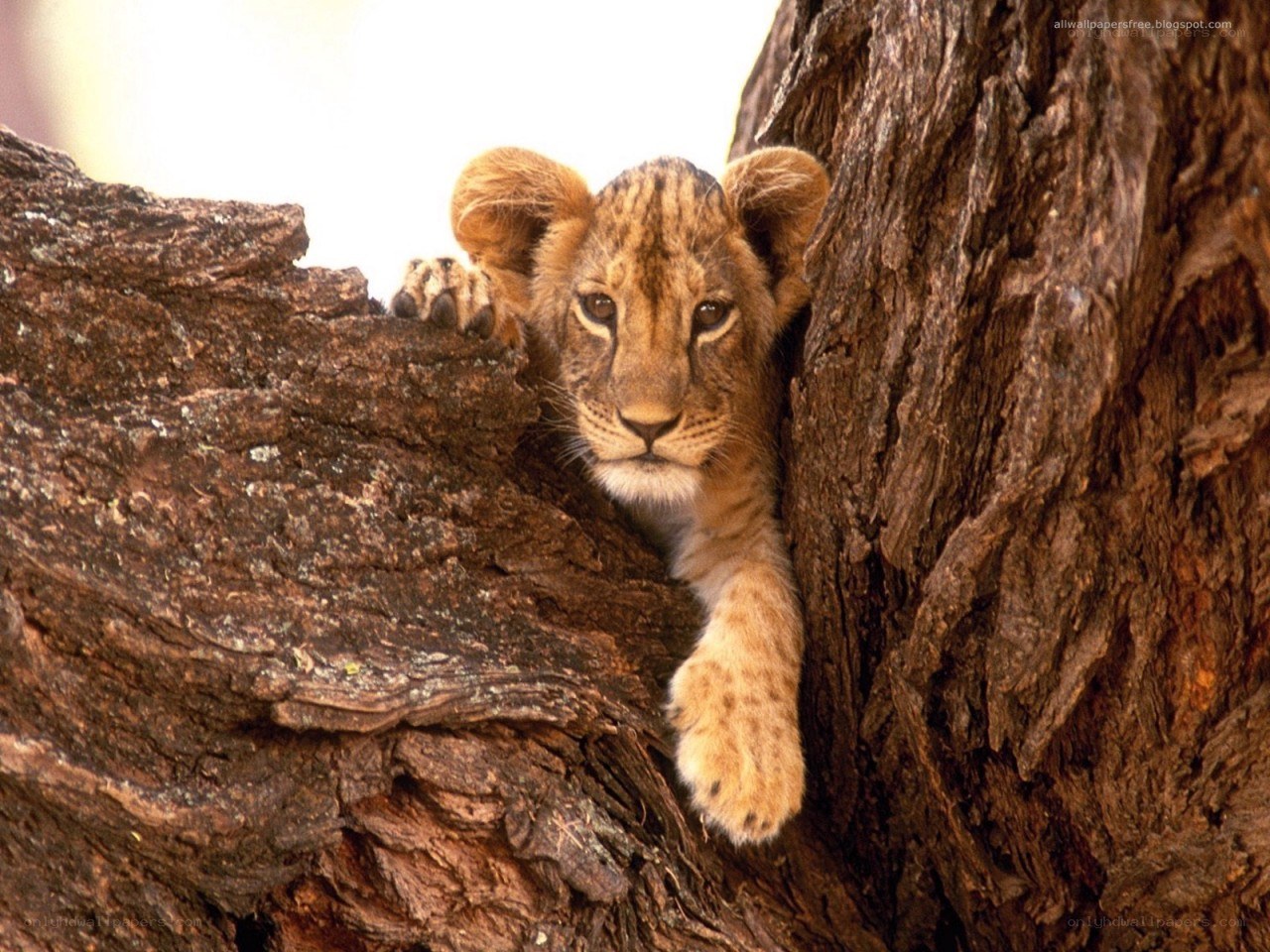 lion cub in tree