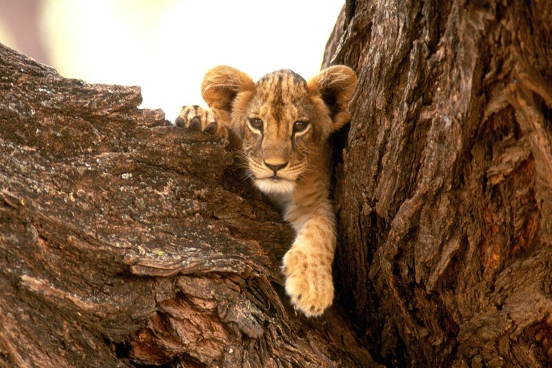 Lion Cub in Tree — Afternoon