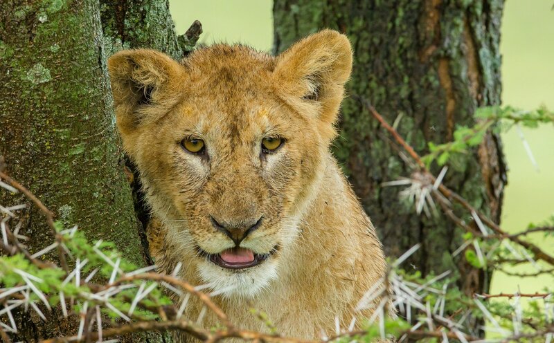Lion Cub in Tree — Brown, Alert, Afternoon