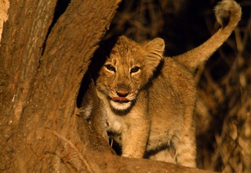 Lion Cub in Tree — Brown, Alert
