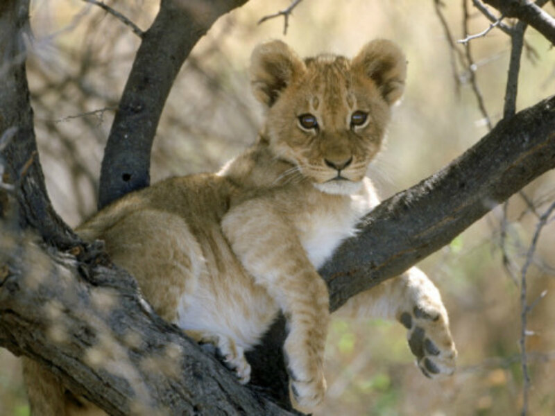 Lion Cub in Tree — Brown, Calm, Afternoon, Photograph