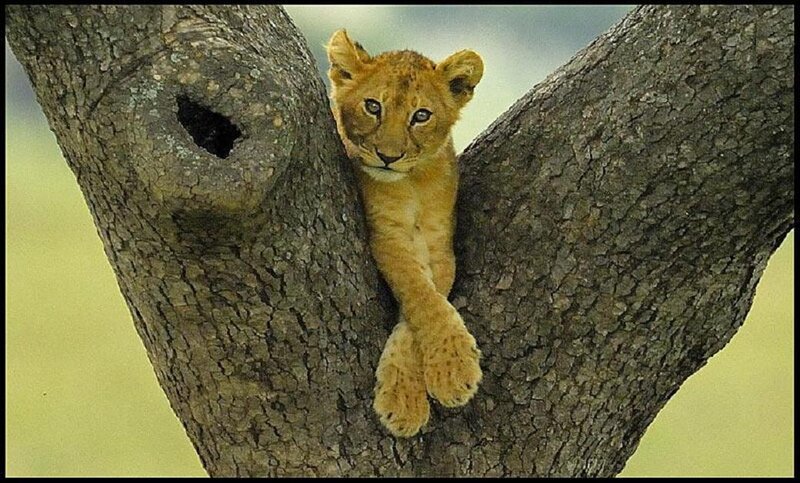 Lion Cub in Tree — Brown, Calm, Afternoon