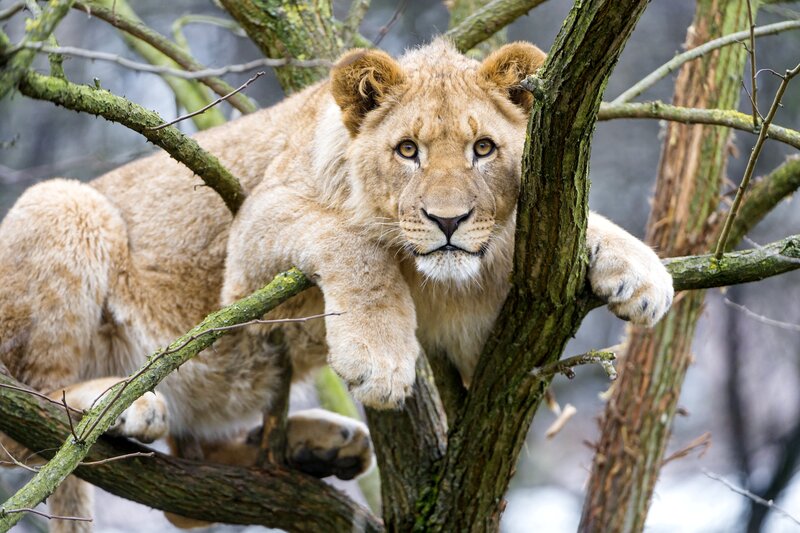 Lion Cub in Tree — Brown, Calm, Photograph