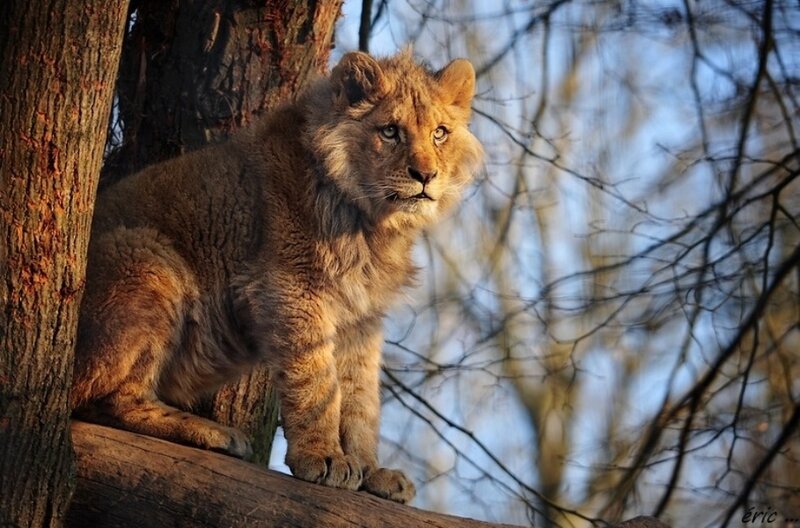 Lion Cub in Tree — Brown, Calm