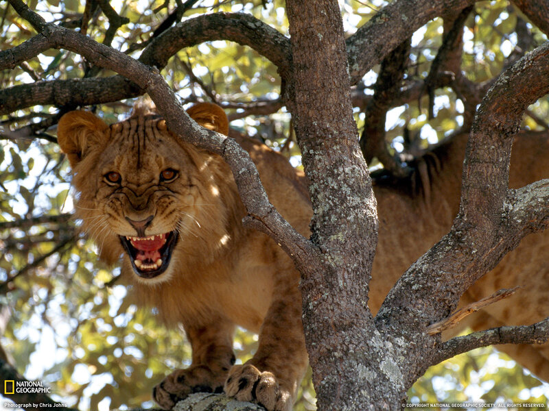 Lion Cub in Tree — Brown, Intense