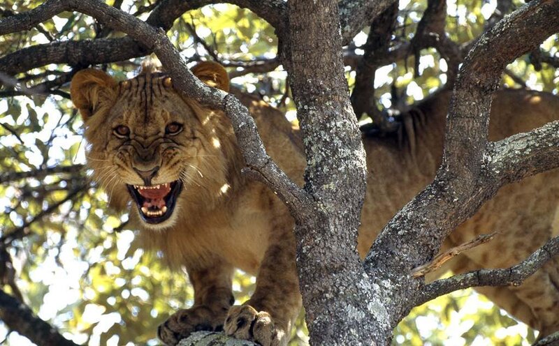 Lion Cub in Tree — Brown