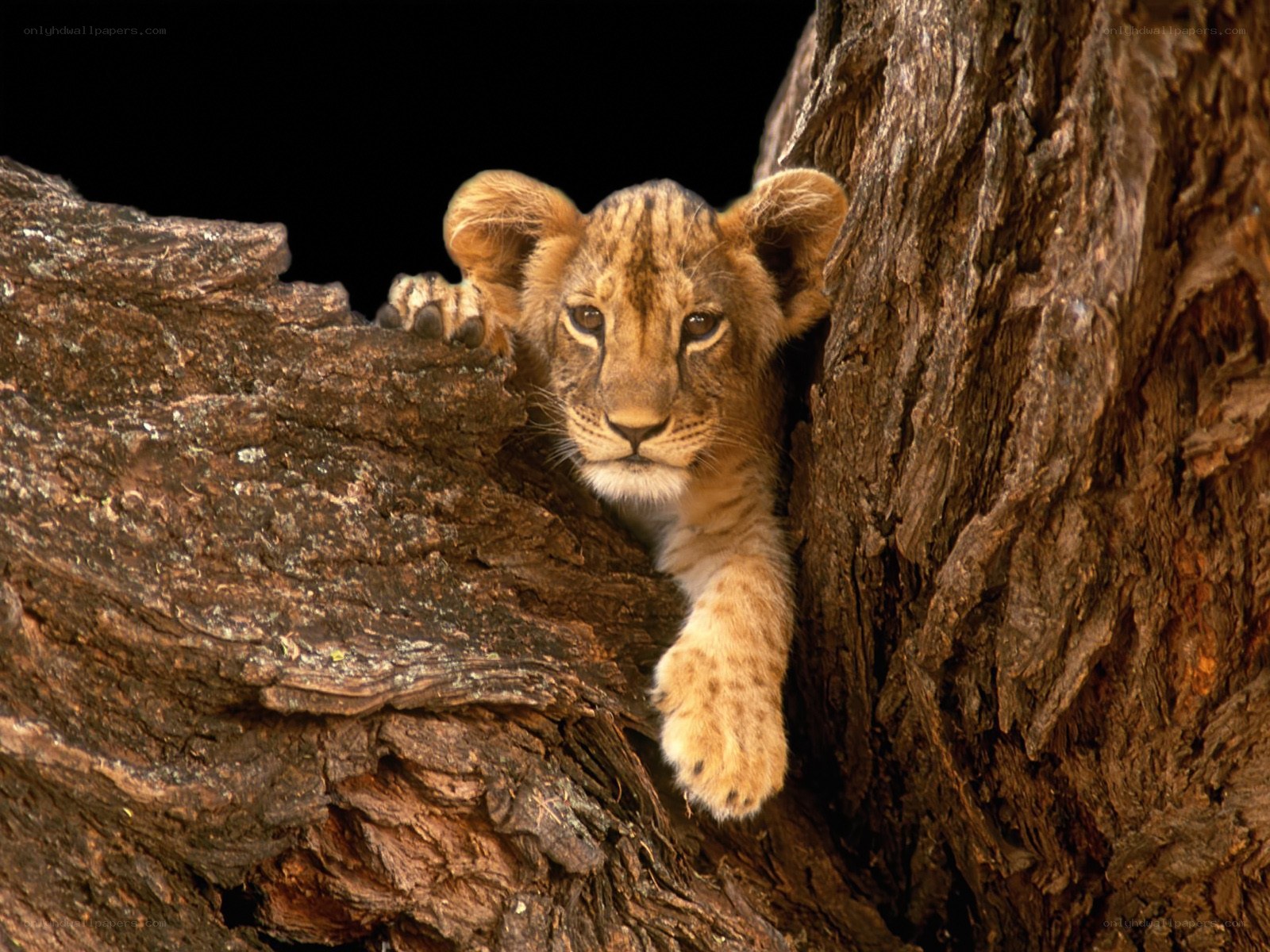 lion cub in tree hollow