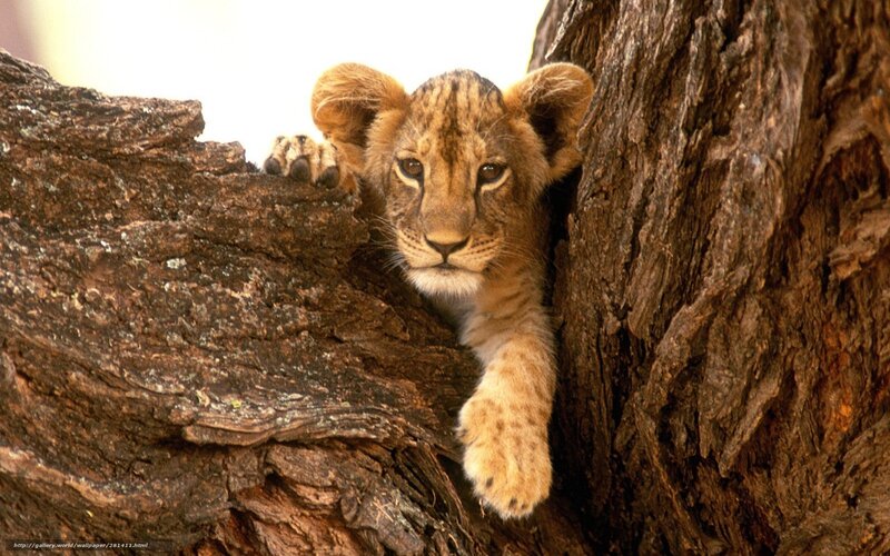 lion cub in tree hollow