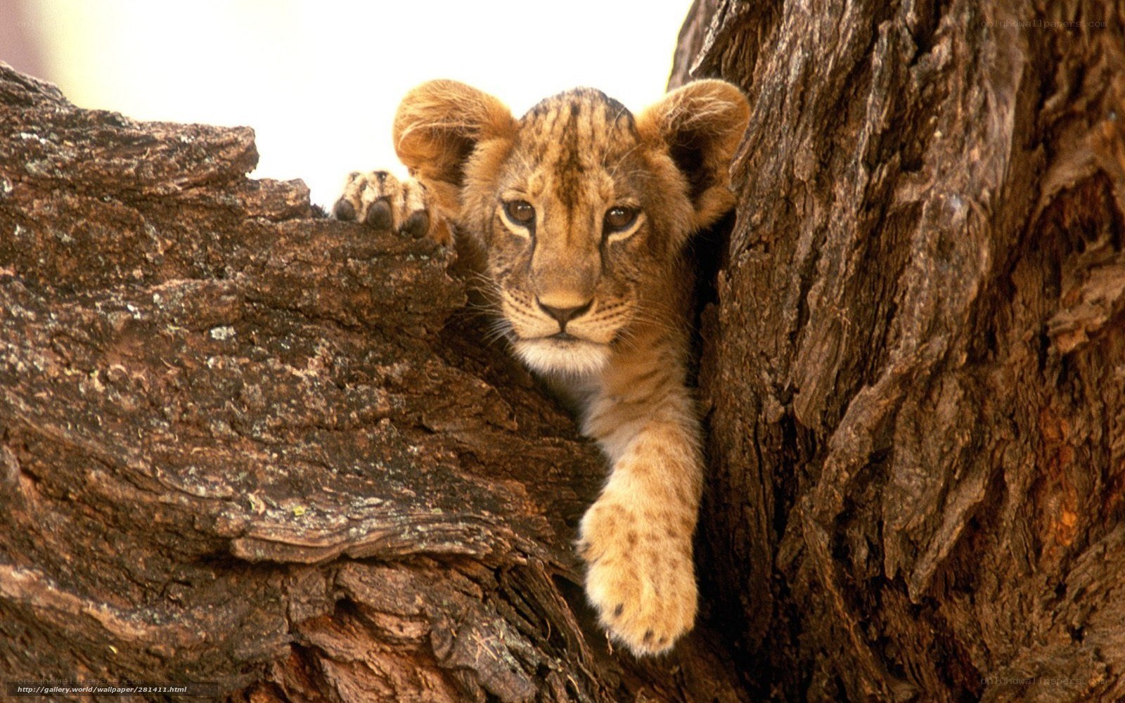 lion cub in tree hollow