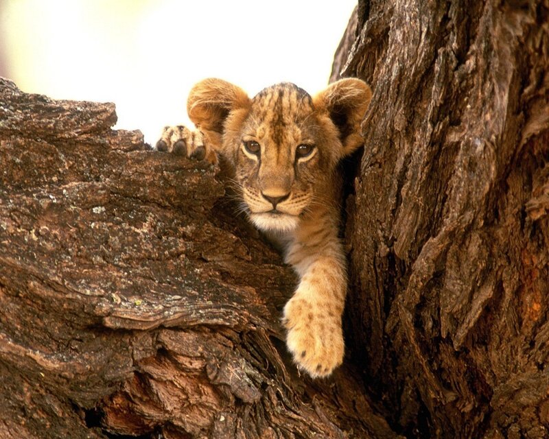 Lion Cub in Tree — Photograph