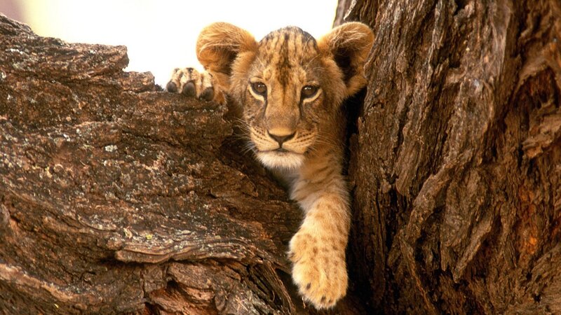lion cub in tree