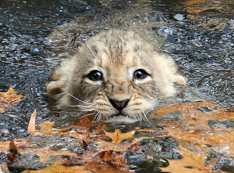 Lion Cub in Water — Brown