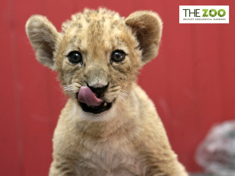 lion cub licking its lips