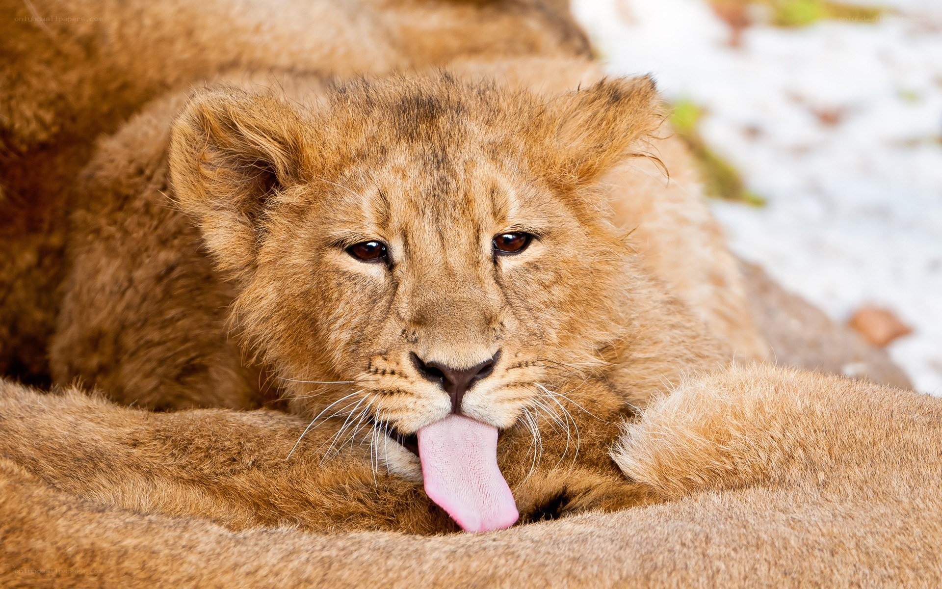 lion cub licking its lips