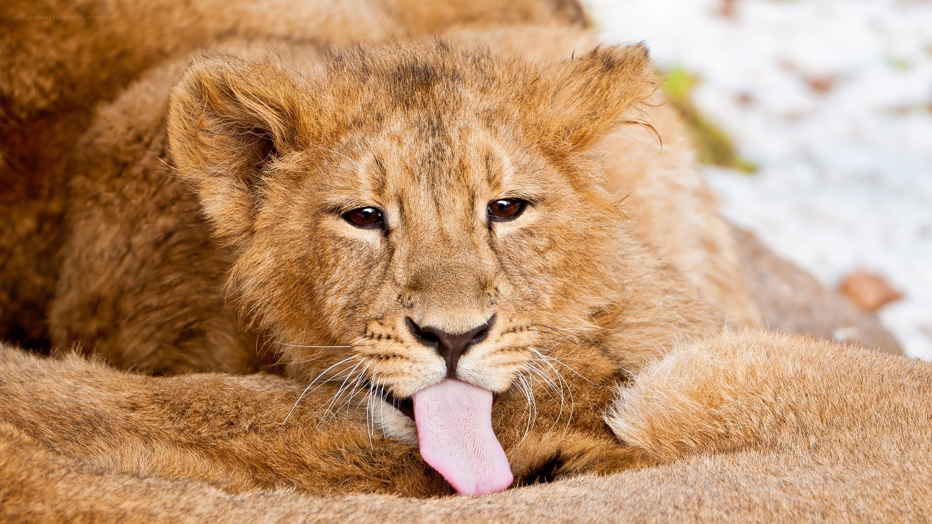 lion cub licking its nose