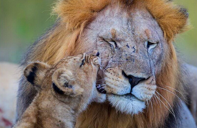 Lion Cub Licking Lion