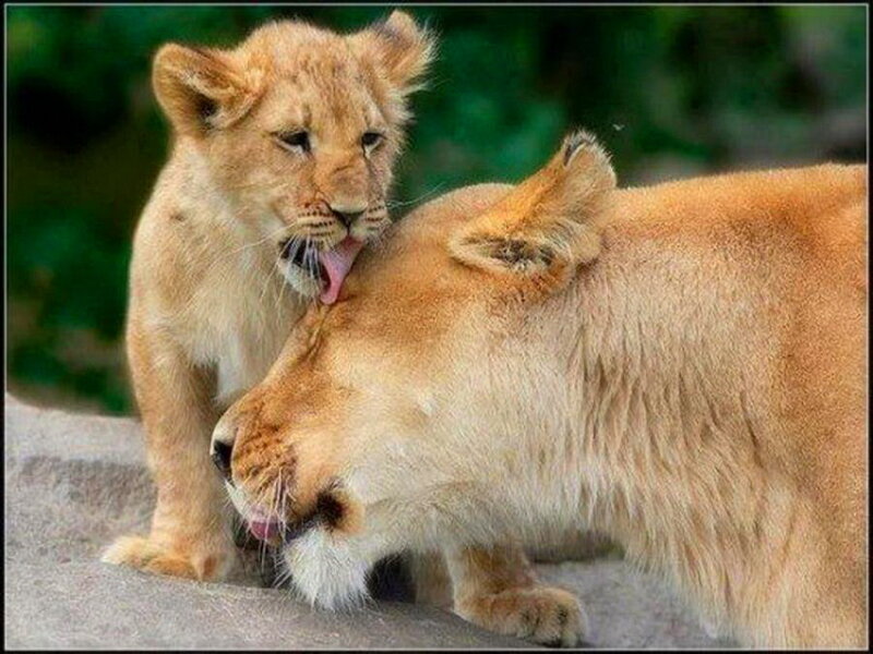 Lion Cub Licking Lioness