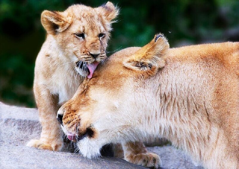 Lion cub licking mother