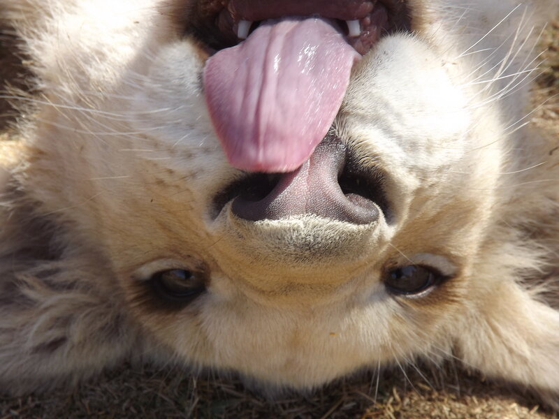 Lion Cub Licking Nose