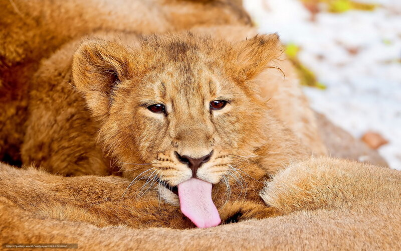 Lion Cub Licking Tongue