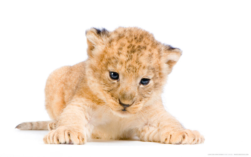 Lion Cub Lying Down — Beige