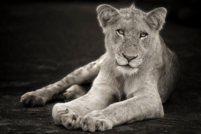 Lion Cub Lying Down — Black, Calm