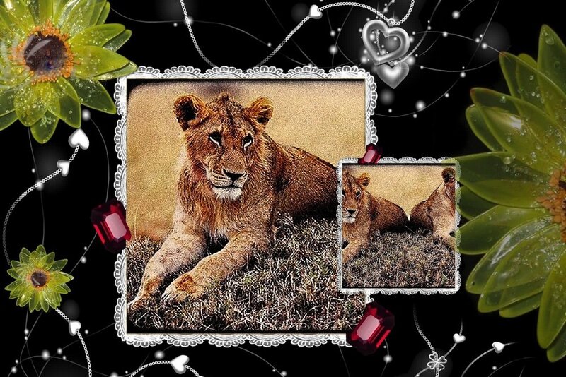 Lion Cub Lying Down — Black