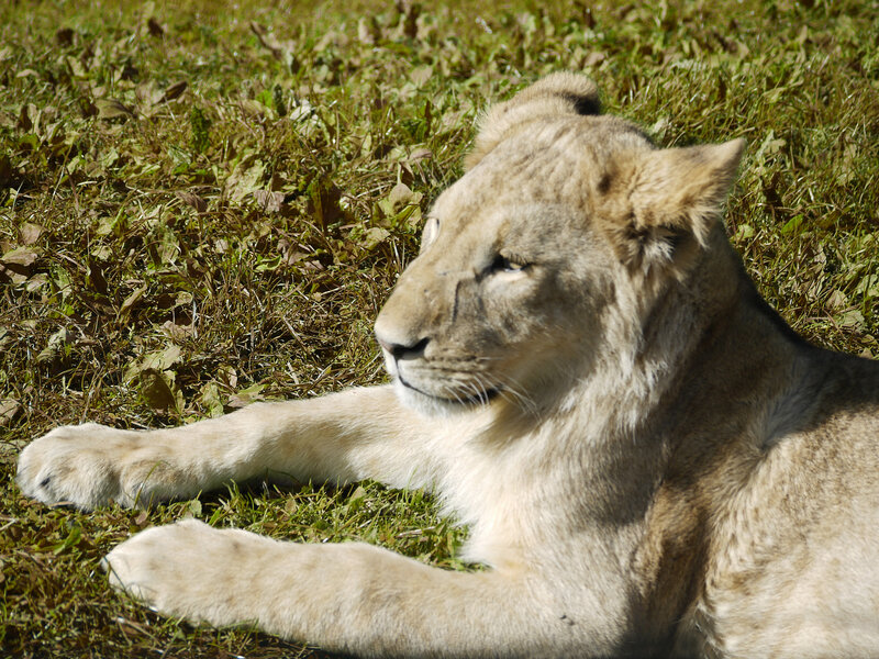 Lion Cub Lying Down — Brown, Calm, Afternoon, Photograph, Grass, Sunlight