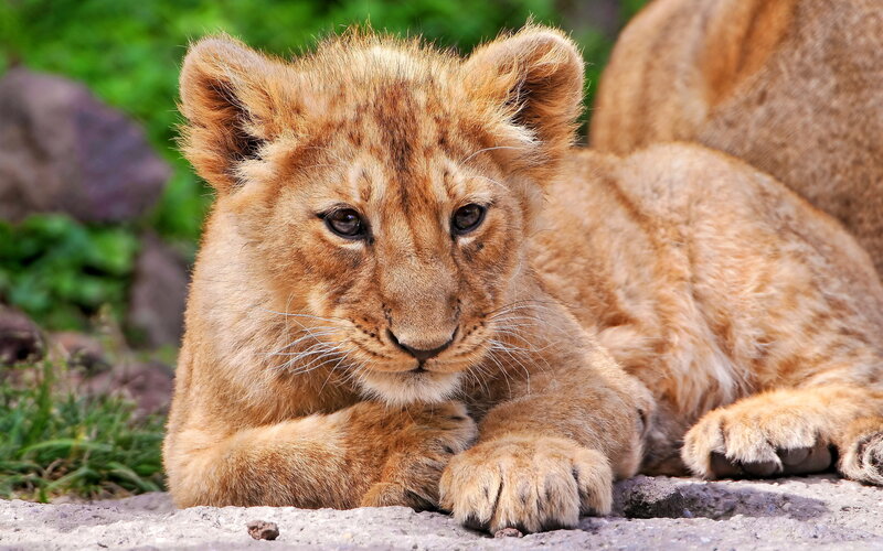 Lion Cub Lying Down — Brown, Calm, Afternoon, Photograph, Grass