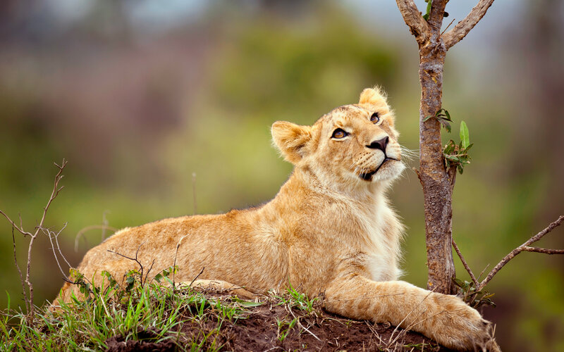 Lion Cub Lying Down — Brown, Calm, Afternoon, Photograph