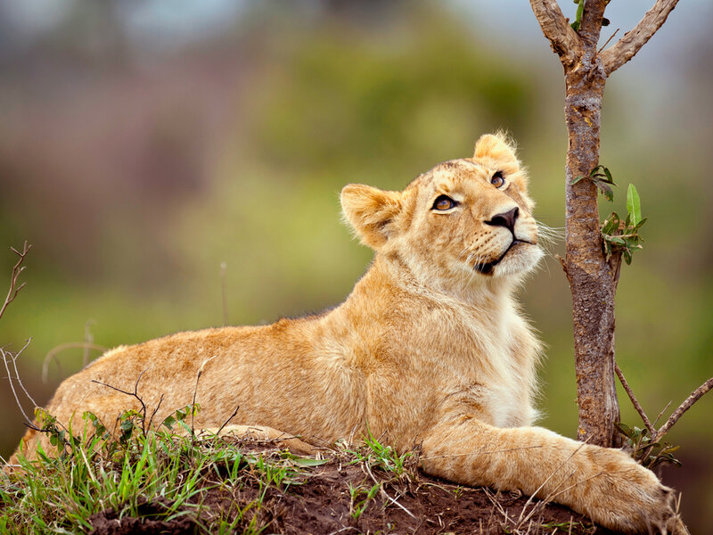 Lion Cub Lying Down — Brown, Calm, Afternoon, Photograph, Tree