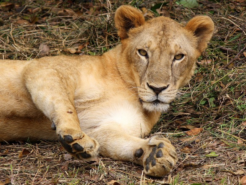 Lion Cub Lying Down — Brown, Calm, Afternoon