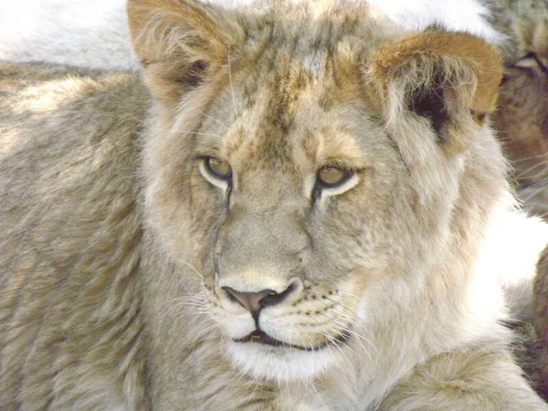 Lion Cub Lying Down — Brown, Calm, Photograph, Fur