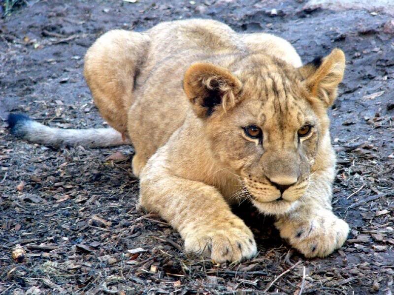 Lion Cub Lying Down — Brown, Calm, Photograph, Ground