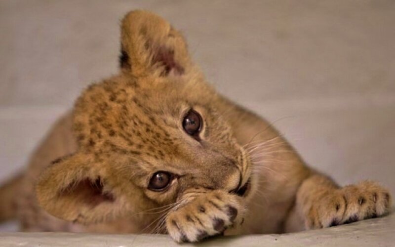 Lion Cub Lying Down — Brown, Calm, Photograph, Paw